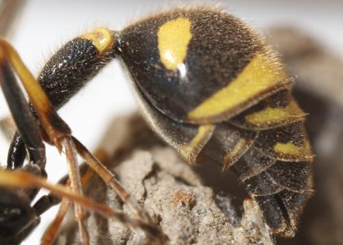 Eumenes sp.